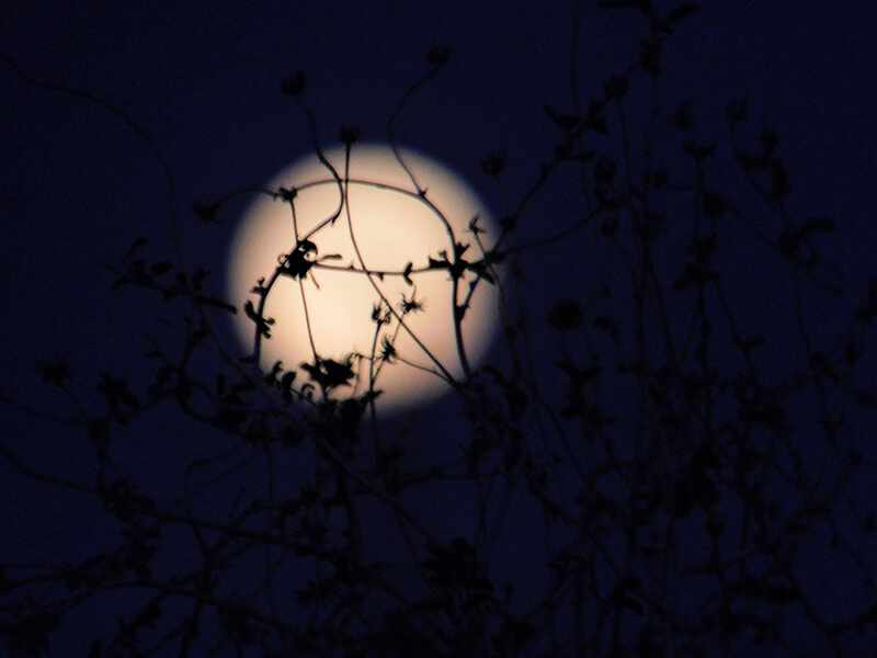 a plant in front of the moon