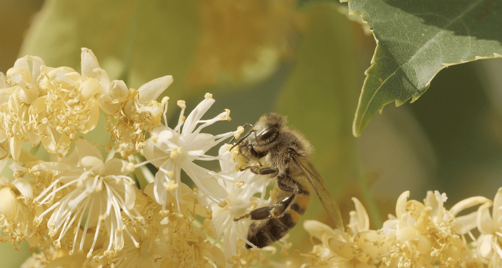 a bee on a flower